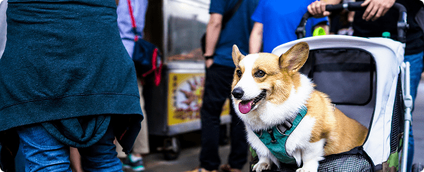 mobile pet grooming prices in long island