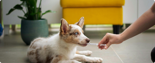 mobile pet grooming prices in suffolk ny