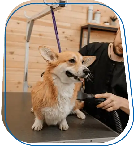 mobile pet grooming near suffolk county