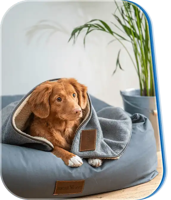 mobile pet grooming near nassau county